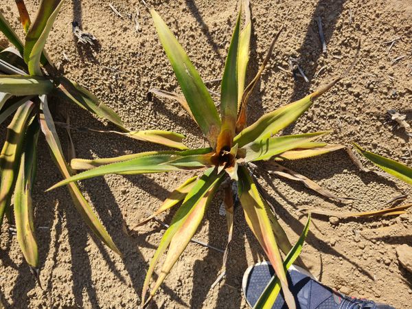 Identificação da planta Abacaxi por foto
