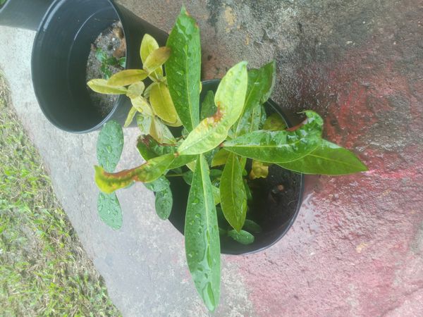Identificação da planta Ixoria por foto