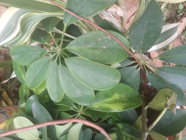 Identificação da planta Cheflera por foto