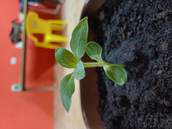 Identificação da planta Pepino por foto