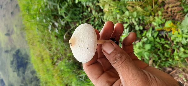 Identificação da planta Tawa por foto