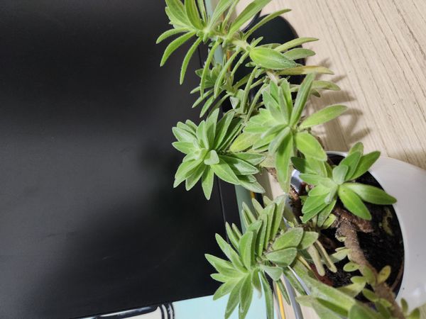 Identificação da planta Rabo-de-burro por foto
