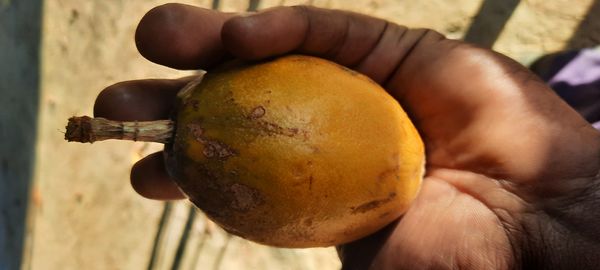 Identificação da planta Maracujá-de-árvore por foto