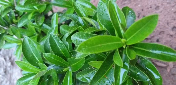Identificação da planta Louro-pardo por foto