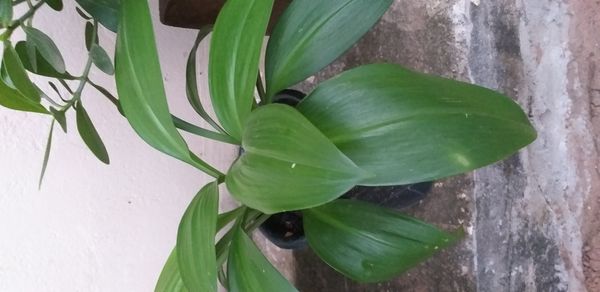 Identificação da planta Lírio-aranha por foto