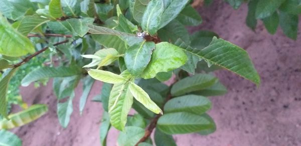 Identificação da planta Goiabeira por foto