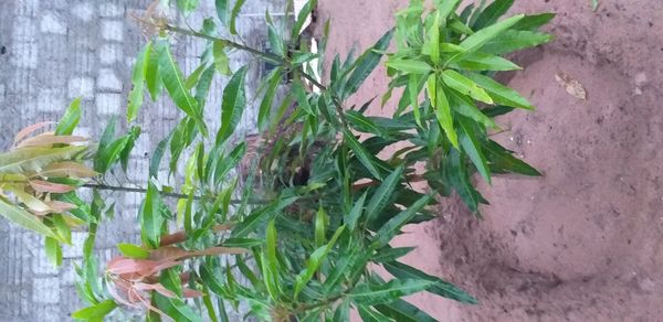 Identificação da planta Mogno-indiano por foto