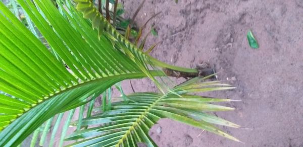 Identificação da planta Coqueiro por foto