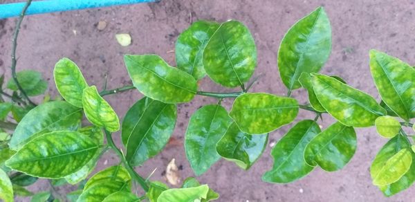 Identificação da planta Combava - mutação por foto