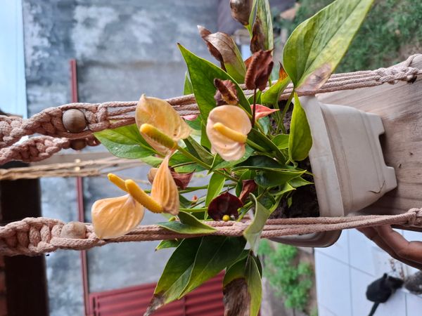 Identificação da planta Antúrio por foto
