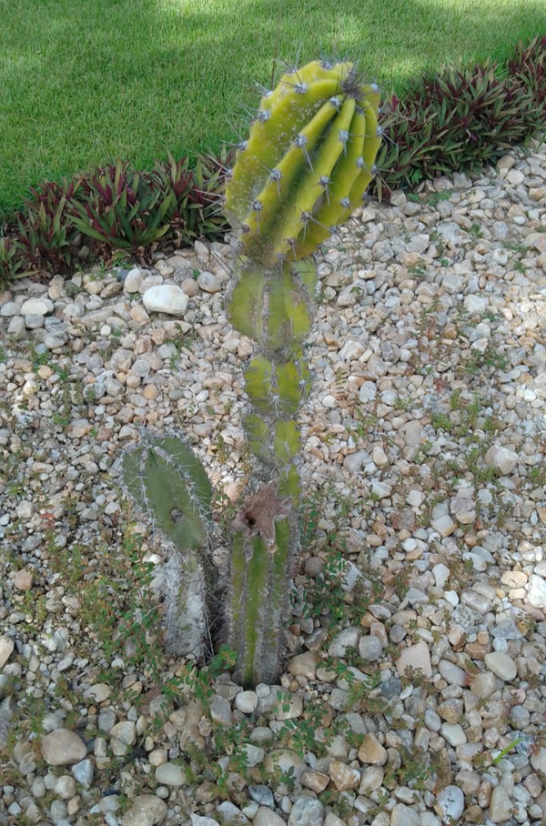 Identificação da planta Mandacaru por foto