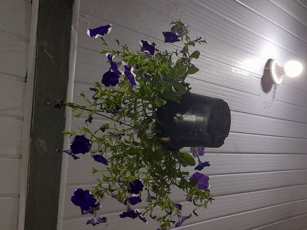 Identificação da planta Petunia por foto