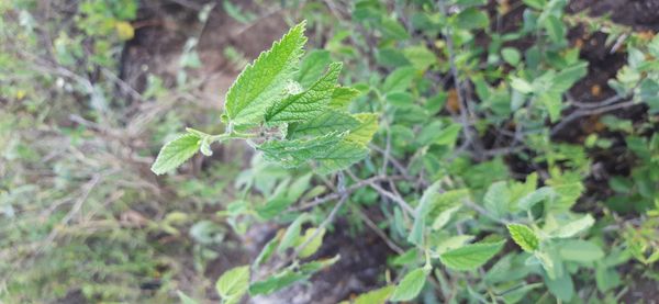 Identificação da planta Erva baleeira por foto