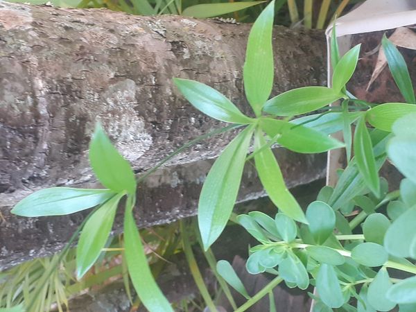 Identificação da planta Lírio-do-pântano por foto