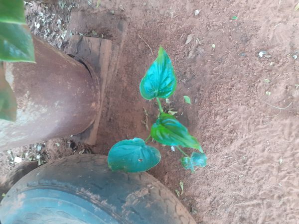 Identificação da planta Orelha de Elefante por foto