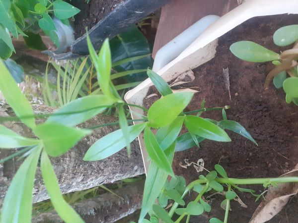 Identificação da planta Lírio-do-michigan por foto