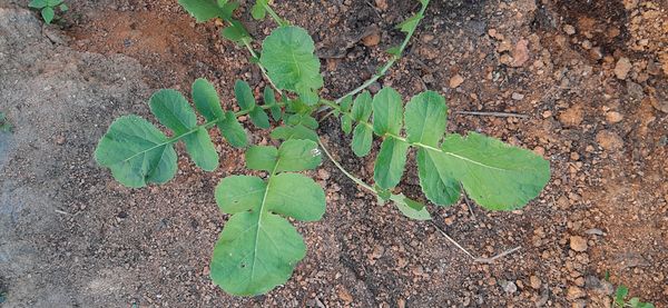 Identificação da planta Nabo-bravo por foto