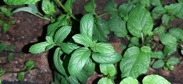 Identificação da planta Hortelã-brava por foto