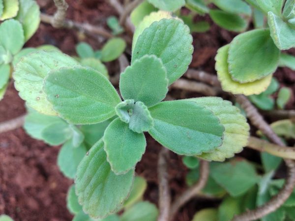 Identificação da planta Coração-roxo por foto