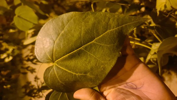 Identificação da planta Salseiro por foto