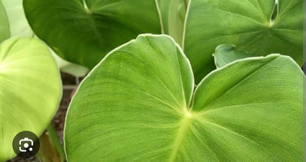 Identificação da planta Filodendro-patinha por foto