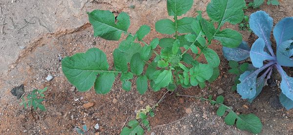 Identificação da planta Nabo-bravo por foto