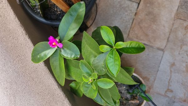 Identificação da planta Rosa-do-deserto por foto