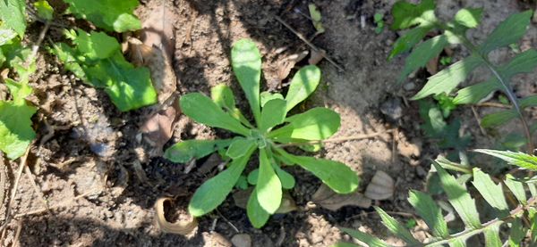 Identificação da planta Sete-sangrias por foto