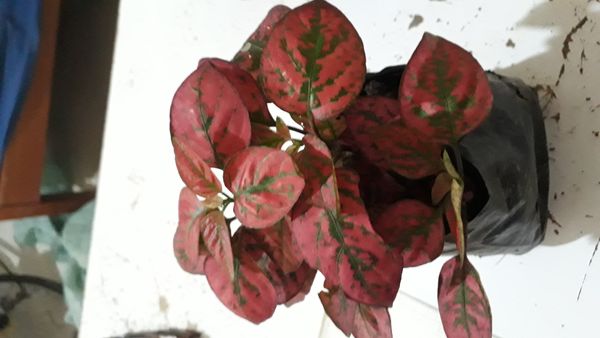 Identificação da planta Planta-pintada por foto