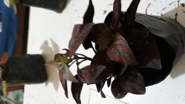 Identificação da planta Planta-pintada por foto