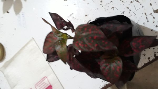 Identificação da planta Planta-pintada por foto