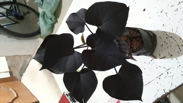 Identificação da planta Batata-doce por foto