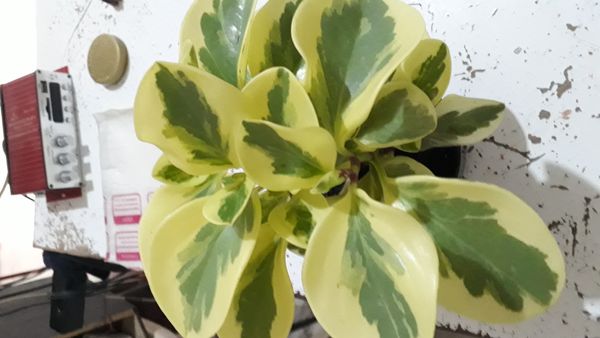 Identificação da planta Peperomia limão por foto