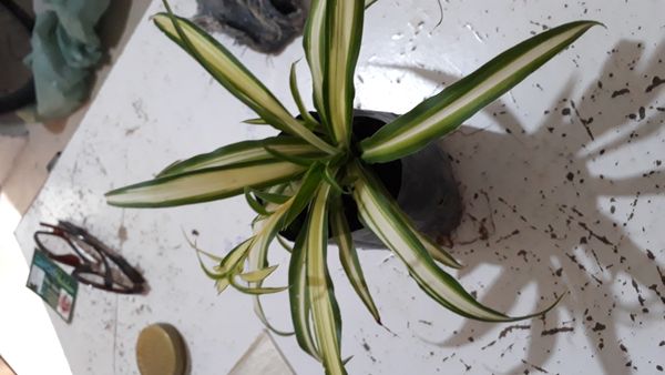 Identificação da planta Samambaia-americana por foto