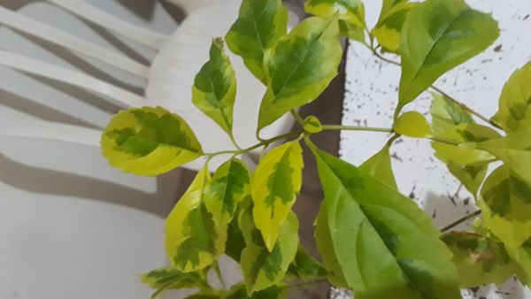 Identificação da planta Pingo-de-ouro por foto