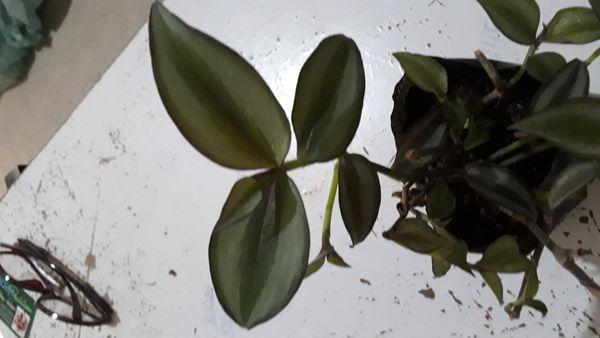 Identificação da planta Lambari por foto
