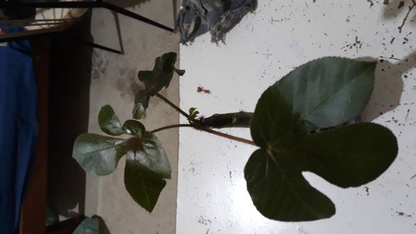 Identificação da planta Pinhão-roxo por foto