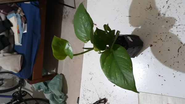 Identificação da planta Jiboia por foto