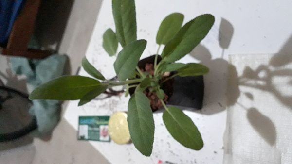 Identificação da planta Sálvia por foto