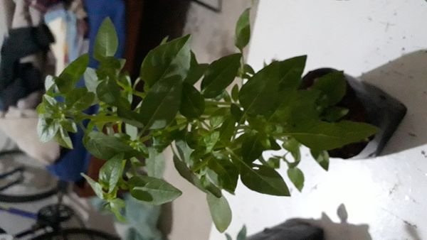 Identificação da planta Manjericão por foto
