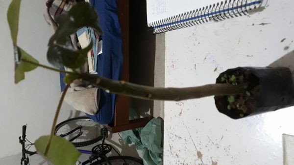 Identificação da planta Pinhão-roxo por foto