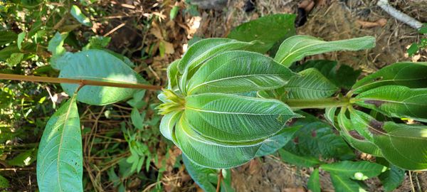 Identificação da planta Mussaenda-branca por foto