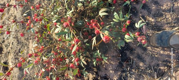 Identificação da planta Vinagreira por foto