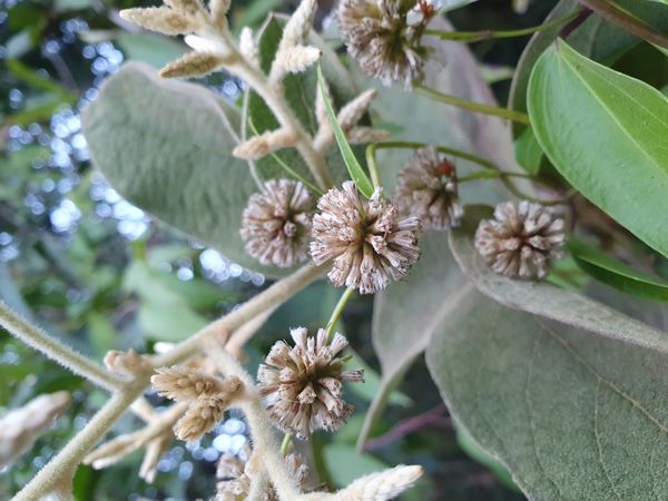 Identificação da planta Freijó por foto