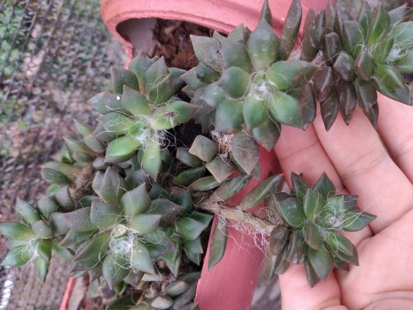 Identificação da planta Rosa-do-deserto por foto