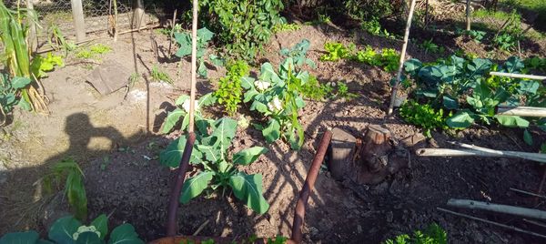Identificação da planta Couve por foto