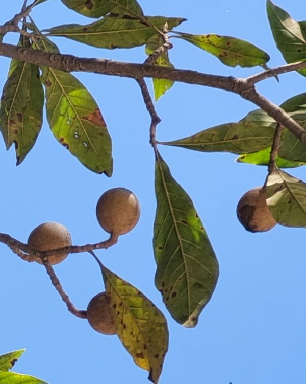 Identificação da planta Jenipapo por foto
