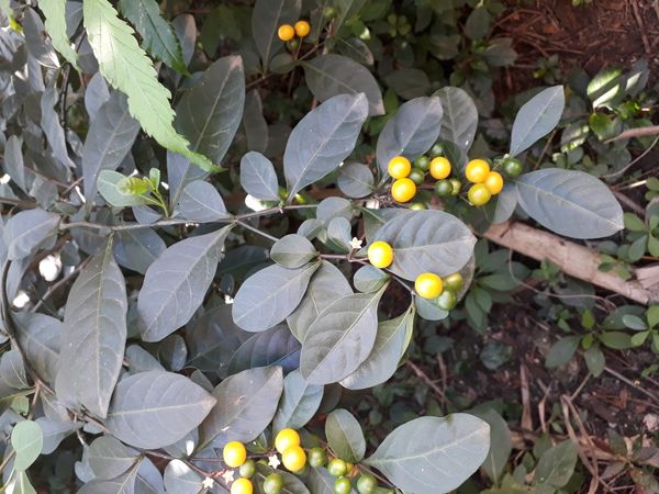 Identificação da planta Joá-de-capote por foto