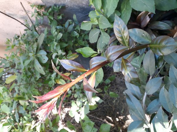 Identificação da planta Ora-pro-nóbis por foto