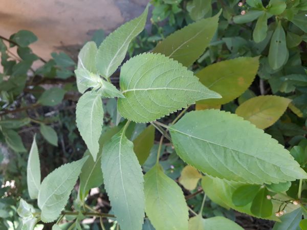 Identificação da planta Alfavaca-de-caboclo por foto